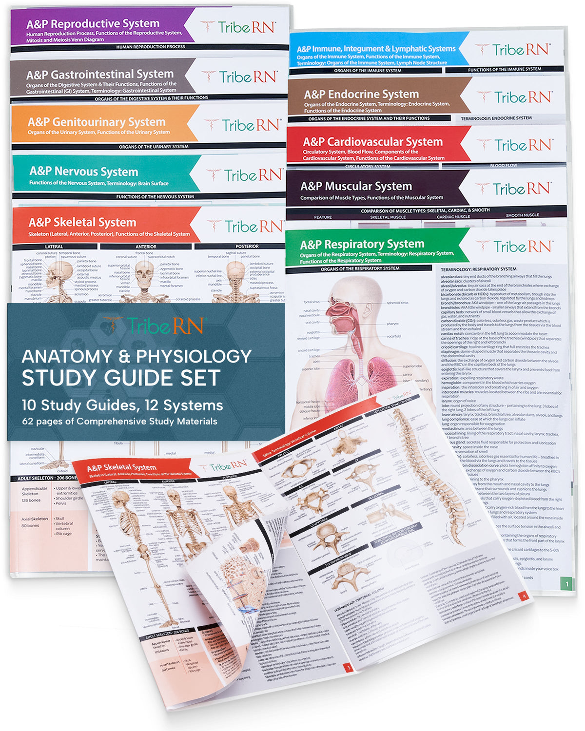 Anatomy &amp; Physiology Study Guides - Set of 10