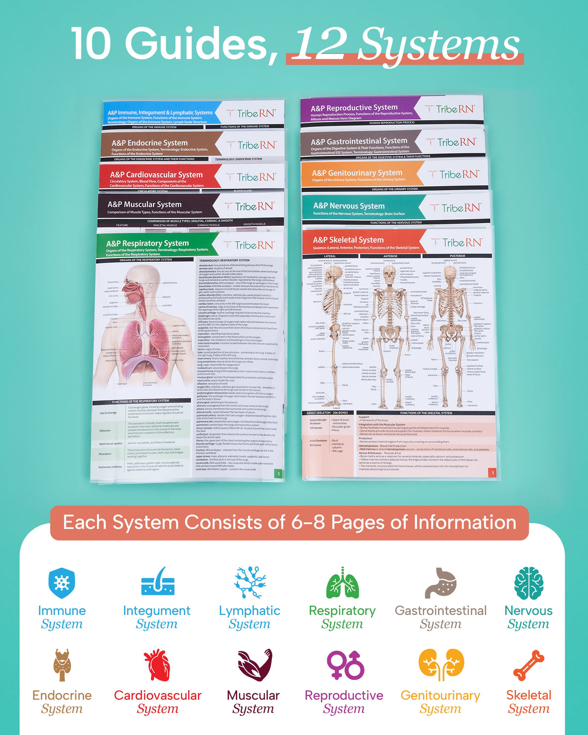 Anatomy &amp; Physiology Study Guides - Set of 10