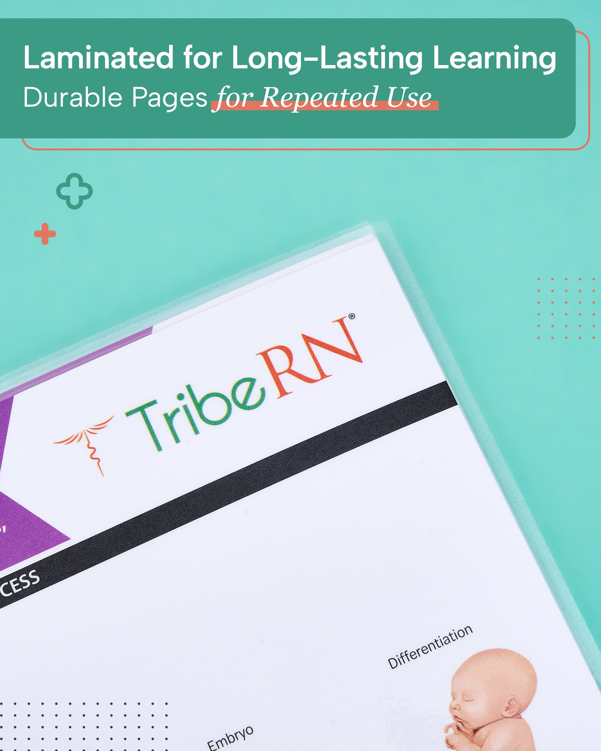 Anatomy &amp; Physiology Study Guides - Set of 10